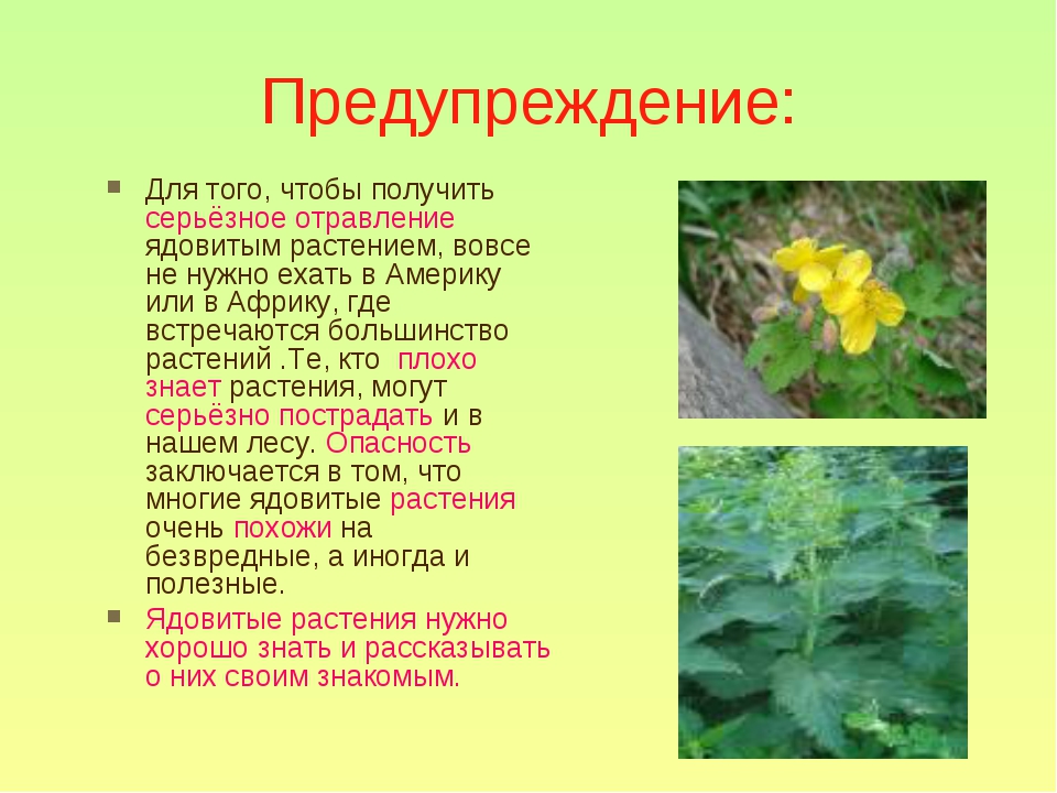 Какие травы ядовиты. Ядовитые растения. Ядовитые растения для дошкольников. Ядовитые растения России. Опасные ядовитые растения.