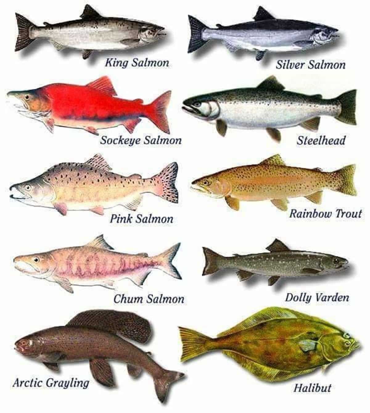 Лососевые: рыбы семейства лососевых, список представителей