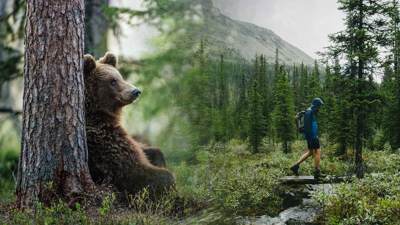 Слава жил возле леса и часто. Бурый медведь в тайге. Медведь в тайге. Медведь в лесу. Медвежонок в тайге.