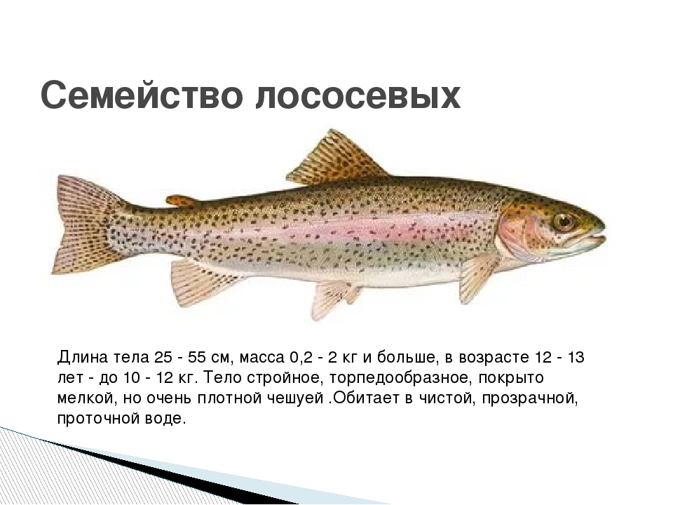 Самые интересные факты и необычные сведения о рыбах — ribnydom.ru