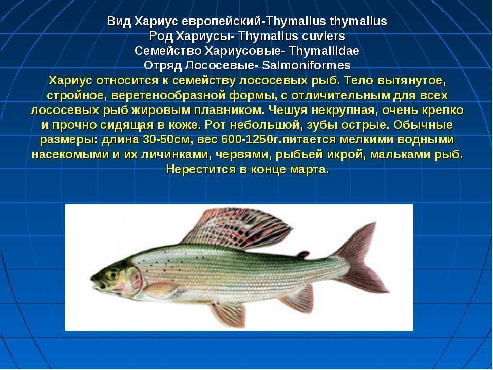 Речной монстр - тигровая рыба голиаф: описание, характеристика и интересные факты :: syl.ru