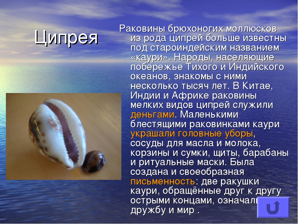 Какие виды моллюсков. Раковины брюхоногих моллюсков Каури. Интересные факты интересные факты о моллюсках. Необычная раковина моллюска. Информация о моллюсках.
