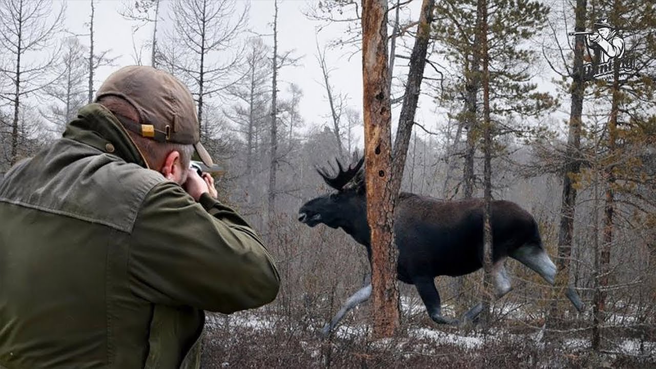 Охота на лося – виды и тактика