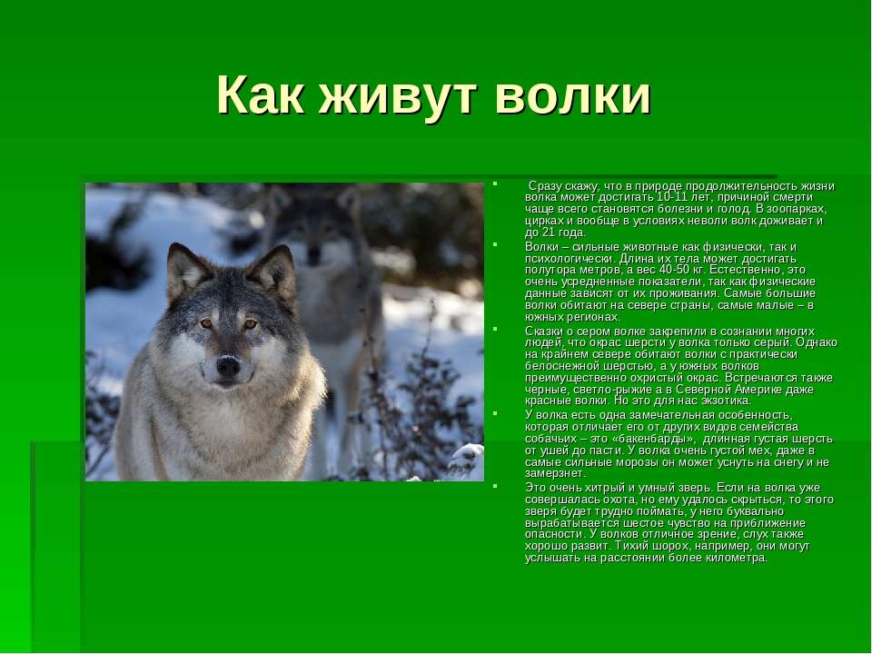 Где обитают волки. Продолжительность жизни волка. Вол Продолжительность жизни. Продолжительность жизни волка в природе. Продолжительность жизни животных ВЛОК.