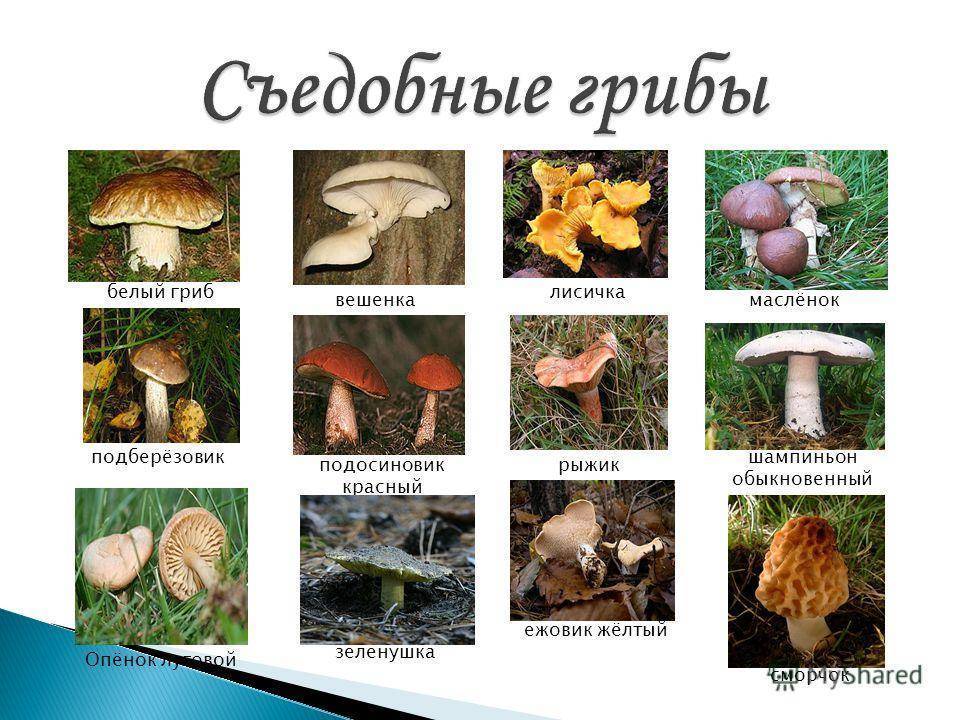 Какие грибы растут в лиственных лесах и на открытых местах, съедобные, условно съедобные и ядовитые грибы. | выживание в дикой природе