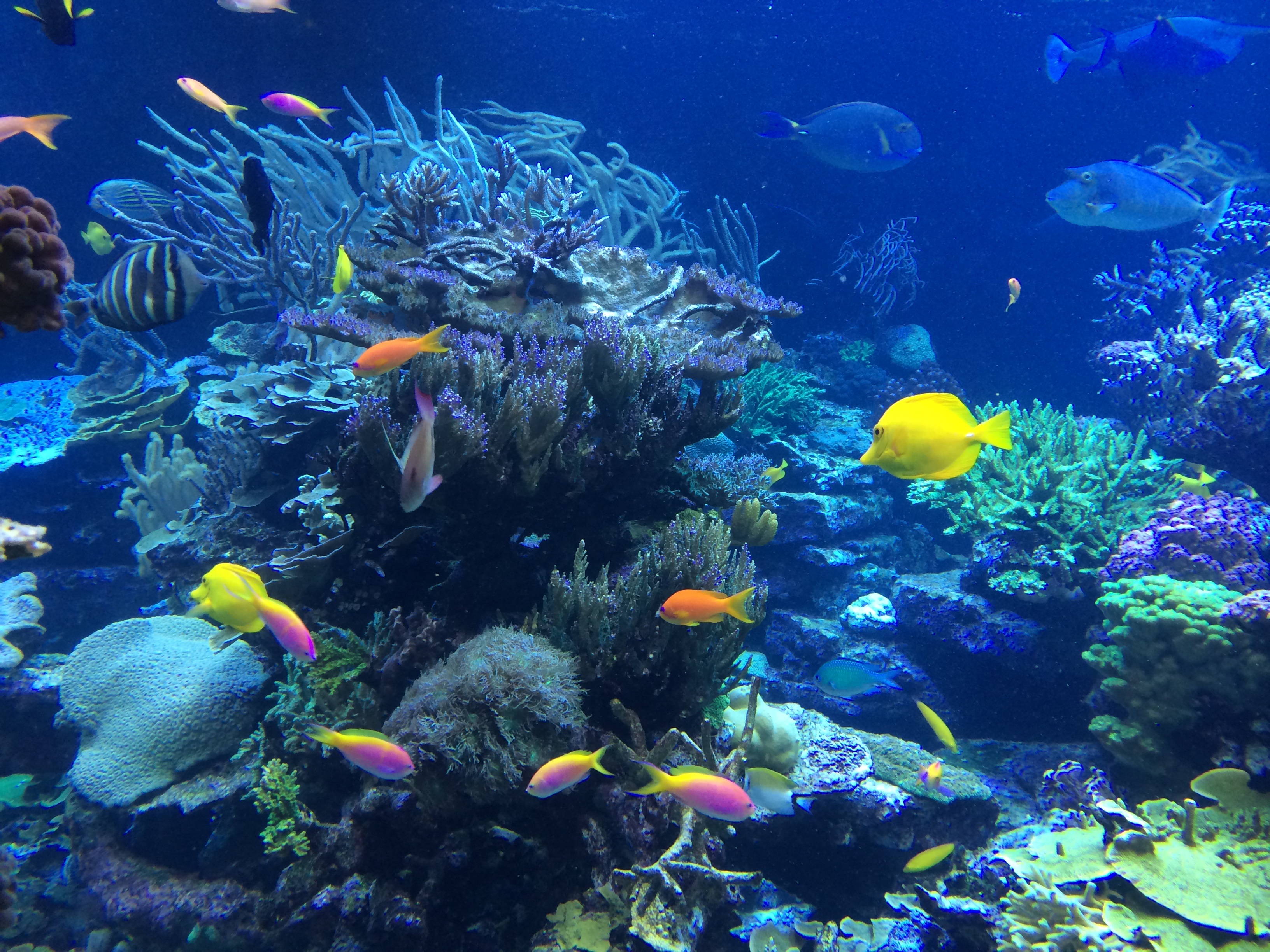 27 самых невероятных морских беспозвоночных животных / биология | thpanorama - сделайте себя лучше уже сегодня!