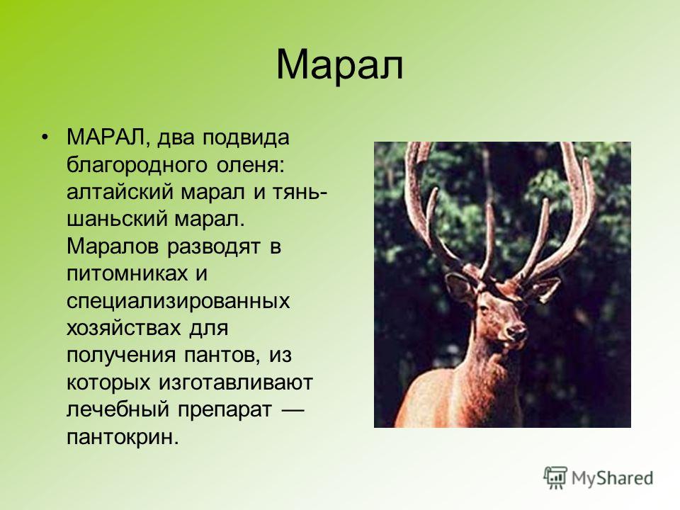 Текст о олене. Интересные факты о благородном олене. Презентация на тему олень. Факты о оленях. Маралы животные.