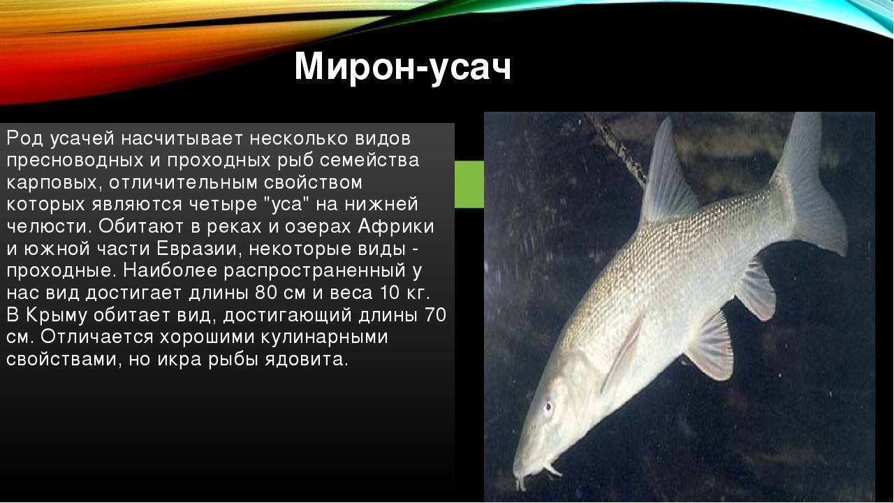 Жук усач насекомое. описание, особенности, виды, образ жизни и среда обитания жука усача | живность.ру
