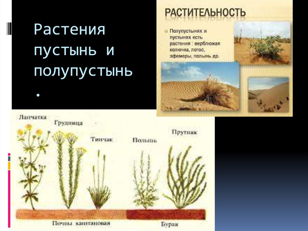 Растения пустыни 5 класс биология. Растительный мир пустынь и полупустынь. Растительный мир пустынь и полупустынь в России. Ростеняполупустыни и пустыни. Растения пустыни и полупустыни в России.
