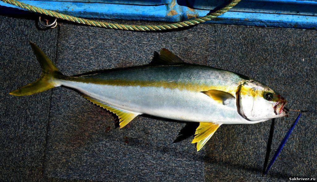 Лакедра желтохвостая — что за рыба, описание, фото, виды, где водится