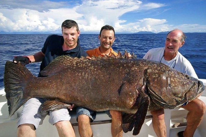 Топ-10 самых крупных рыб в мире: фото, названия, среда обитания