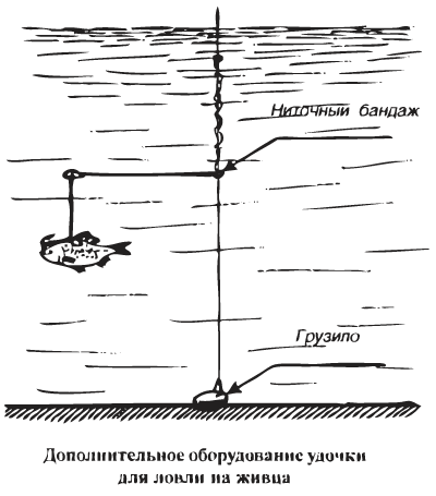 Ловля щуки на живца поплавочной удочкой