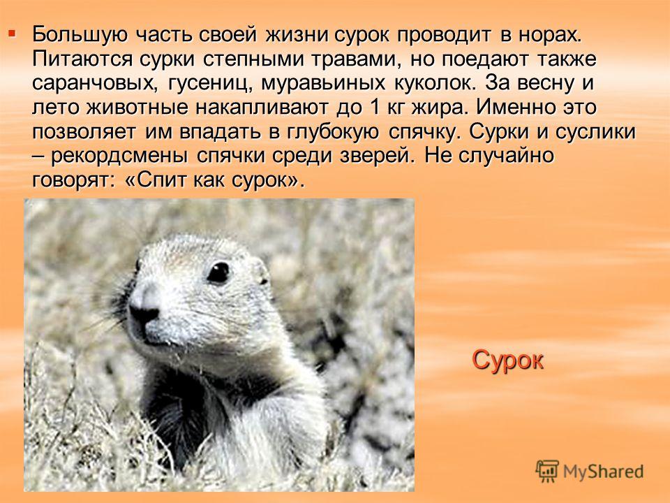 Серый сурок - gray marmot