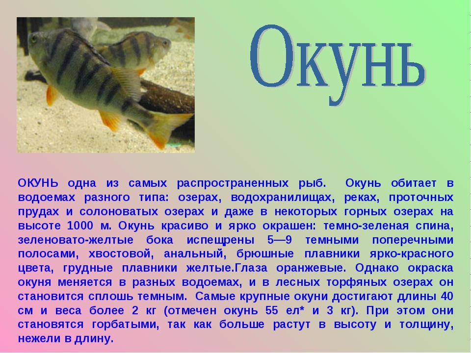 Рыбы описание для детей. Доклад про рыб. Сообщение о окуне. Рассказ о рыбе. Доклад о рыбах 3 класс.