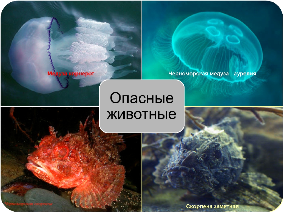 Опасные животные черного моря - удивительный мир животных