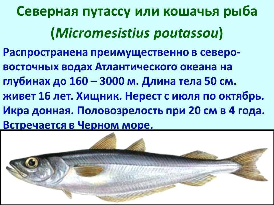 Рыба тресковых пород. рыба семейства тресковых: особенности, виды, среда обитания