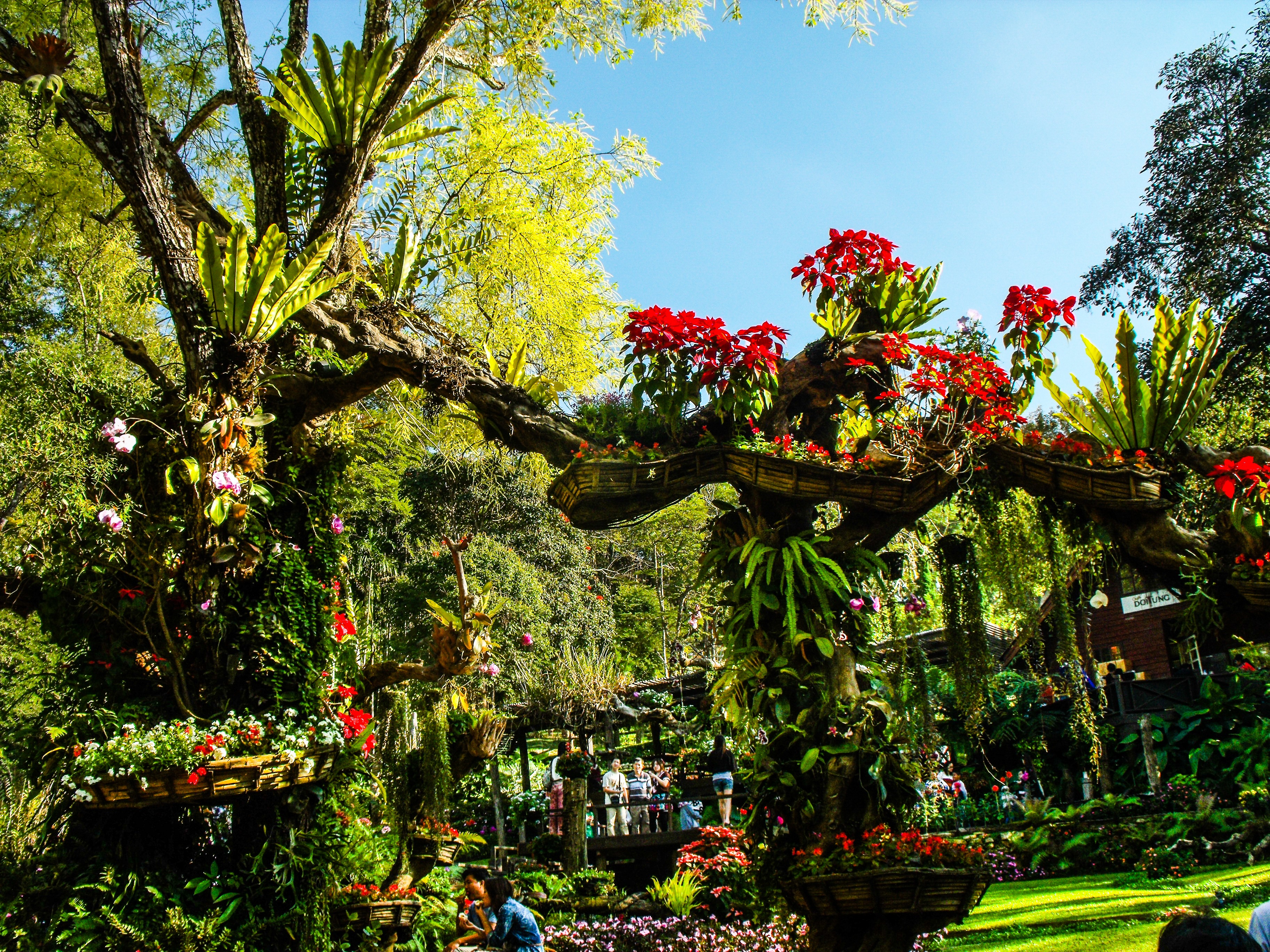 В каком городе есть ботанический сад. Ботанический сад Кирстенбош. Эпифиты Мексики. Тропический парк Нонг Нуч. Эпифиты Индонезии.