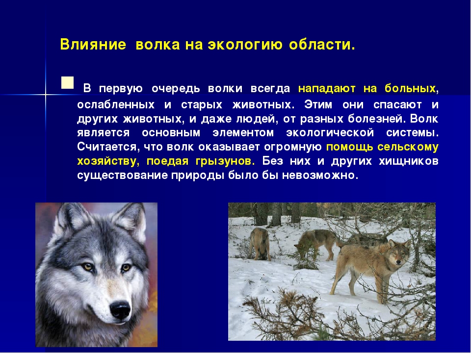 Волки читать краткое. Рассказ про волка. Сведения о волке для детей. Рассказать о волке. Описание волка.