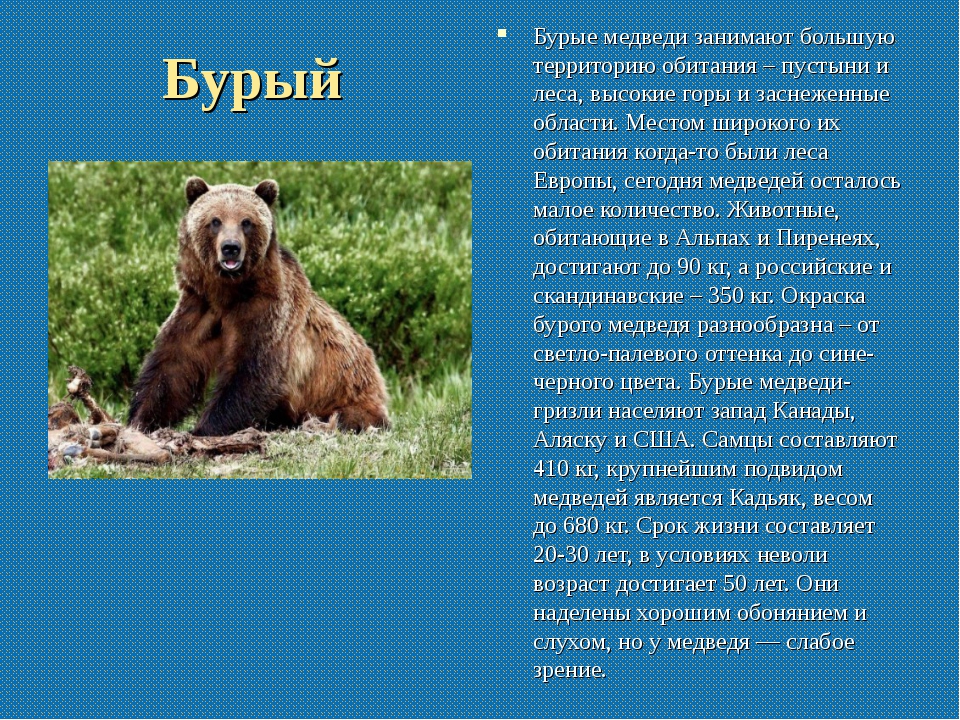 Бурый медведь порядок. Описание медведя. Сообщение о медведе. Бурый медведь информация. Бурый медведь доклад.