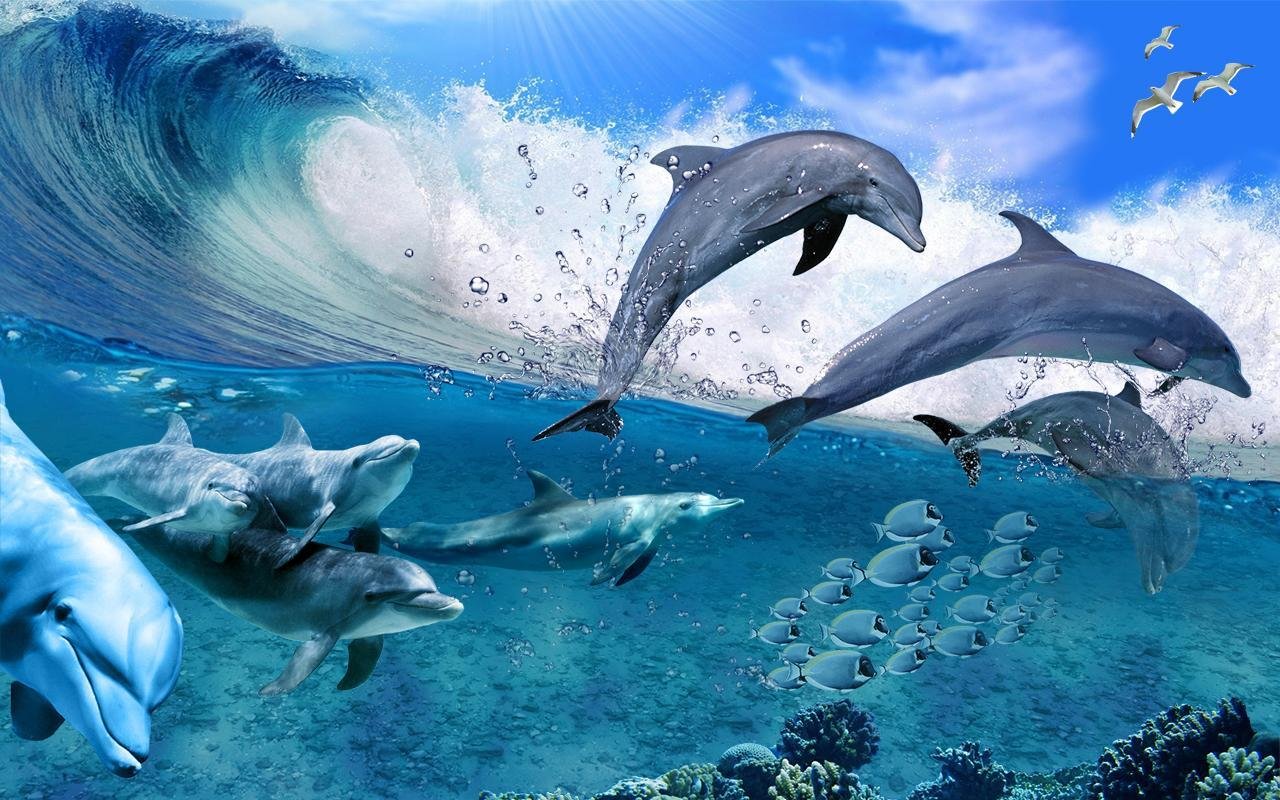 Где можно увидеть дельфинов в россии в естественной среде обитания? где обитают пресноводные дельфины? чем отличаются от других видов? в какой реке водятся дельфины