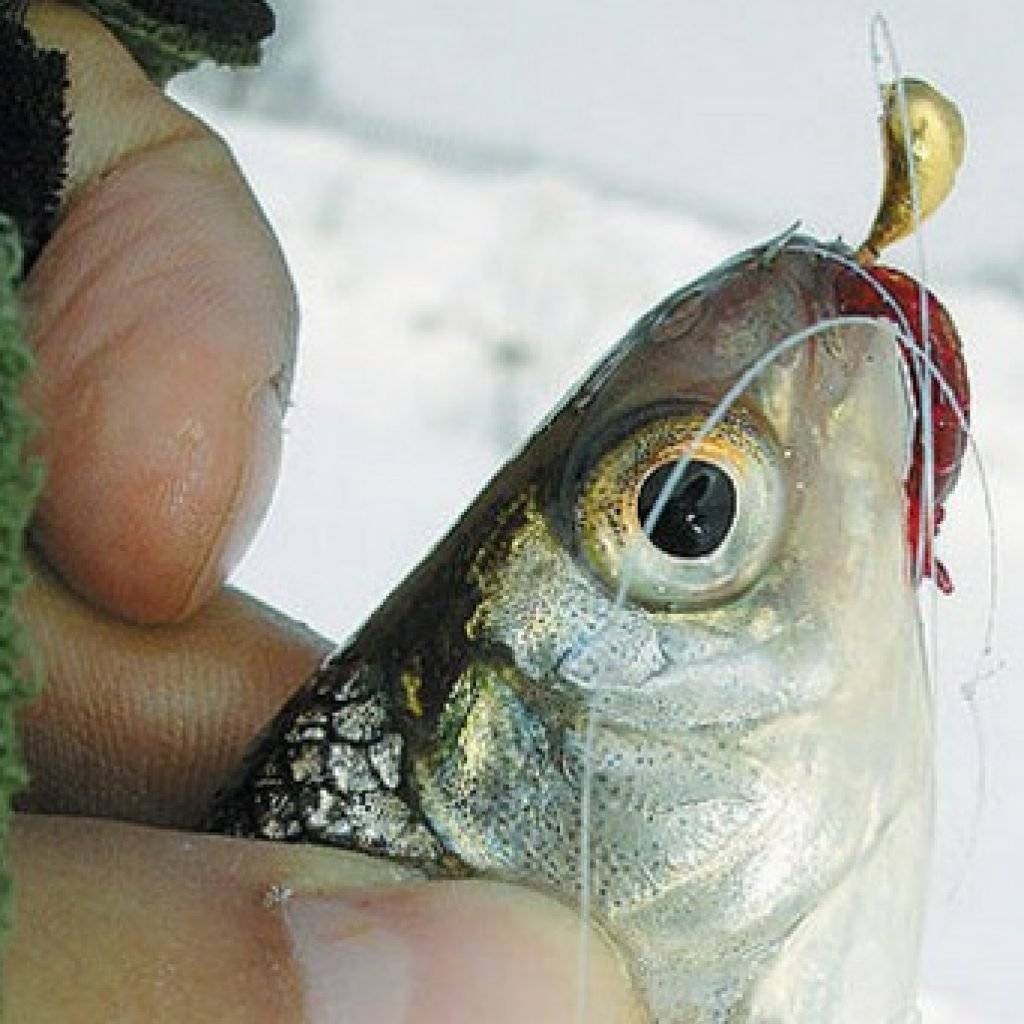 Рыба линь, фото и описание, советы по ловле