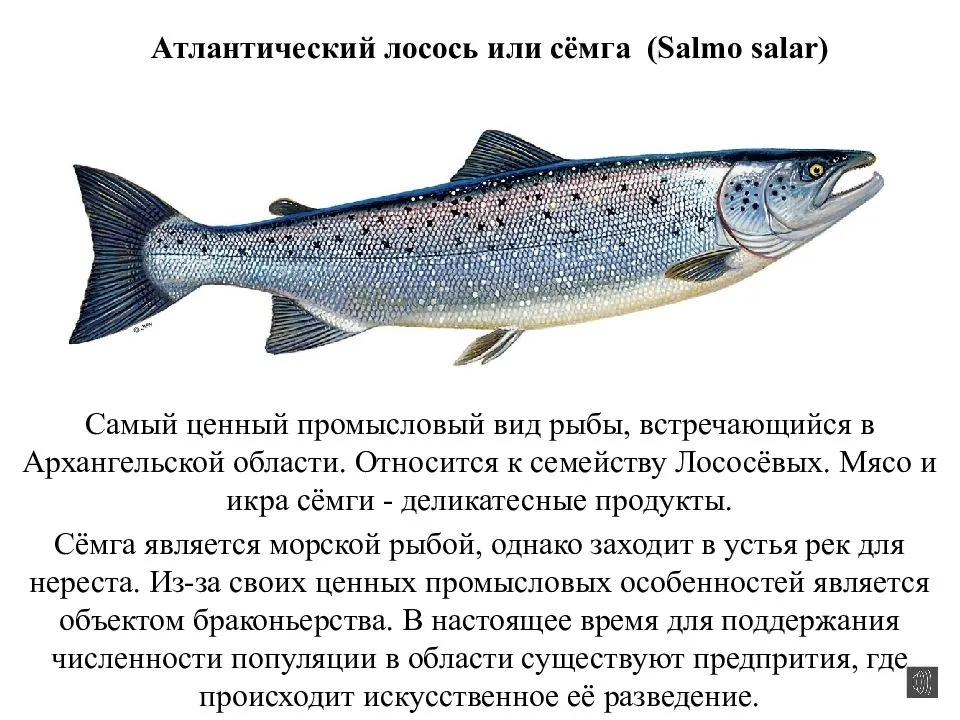 Сёмга - подробное описание рыбы, где обитает, чем питается