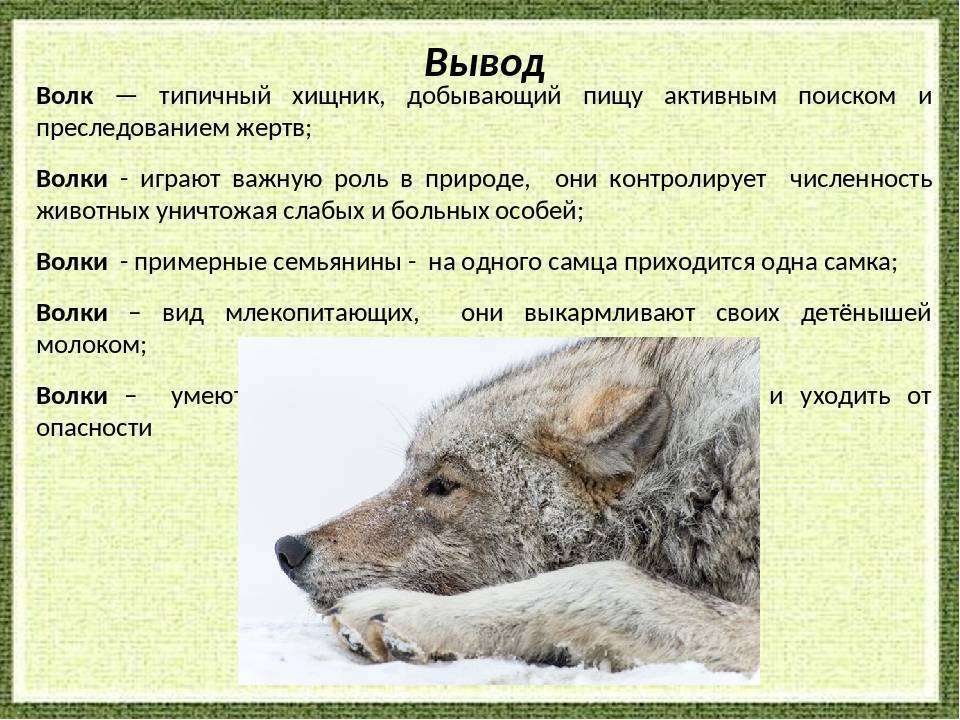 Волки в жизни человека. Сведения о волке. Характеристика волка. Самое интересное о волке. Волк описание для детей.