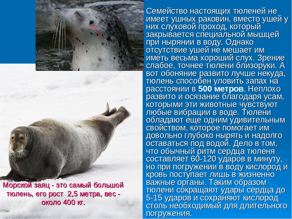 Тюлень животное. описание, особенности, виды, образ жизни и среда обитания тюленя | живность.ру