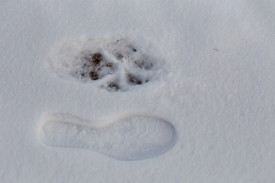 Собачьи следы на снегу фото