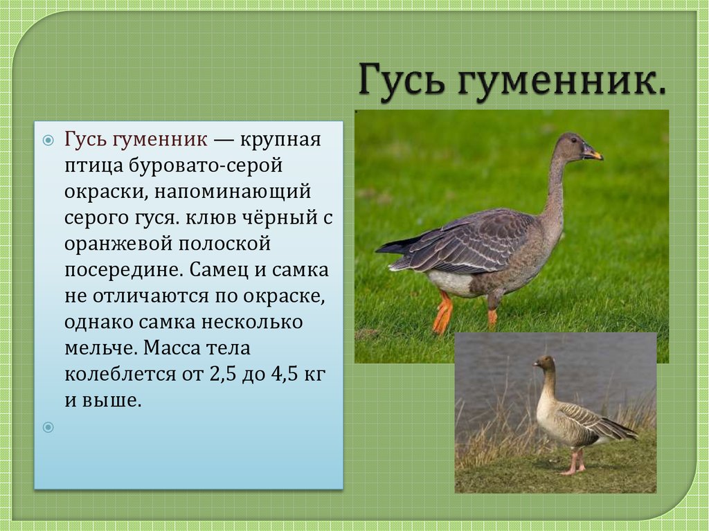 Умеют ли домашние гуси летать