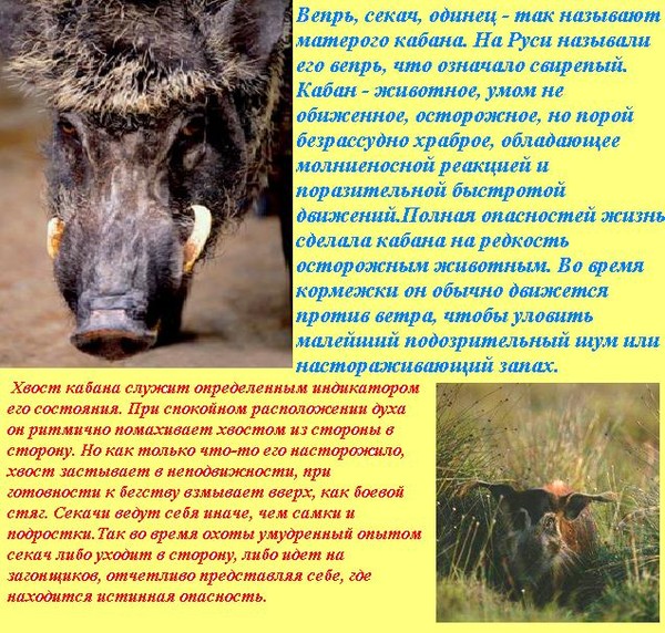 Вес поросенка: норма в зависимости от возраста