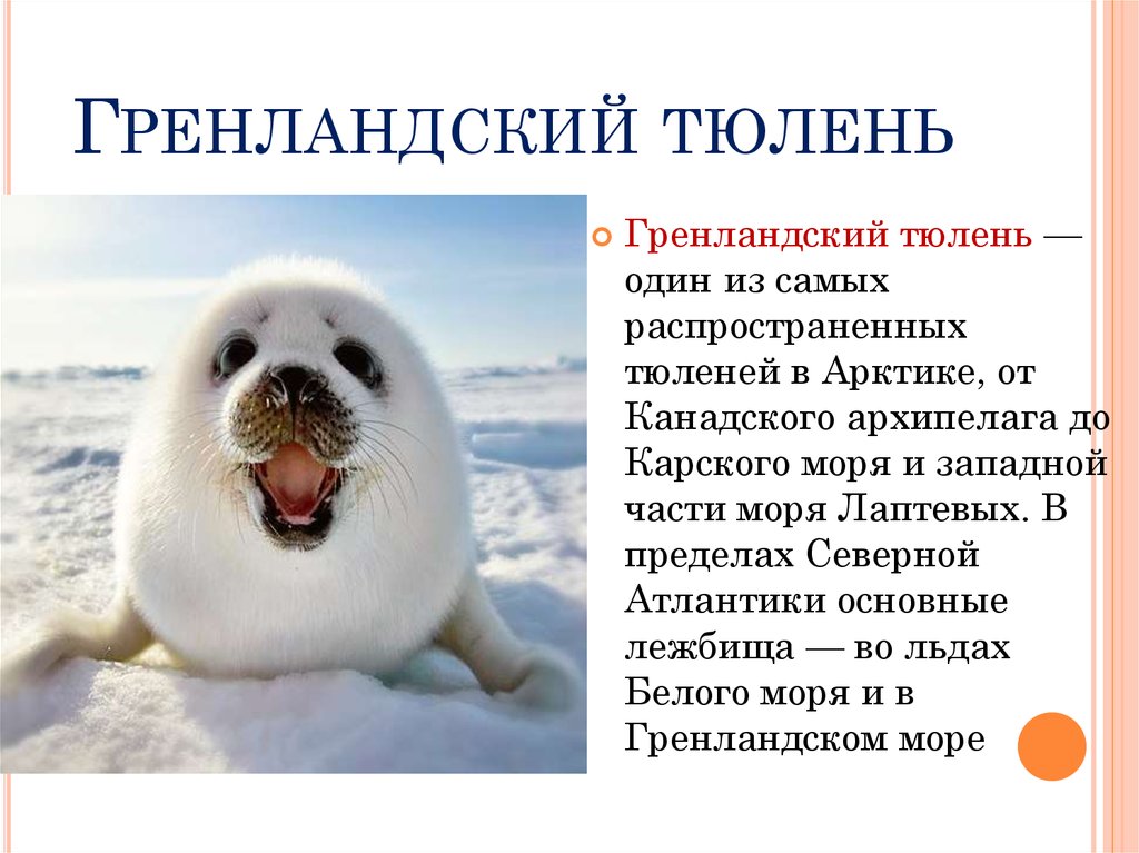 Животное Арктики тюлень является представителем семейства настоящие тюлени Эти животные распространены полярно и встречаются во всех морях, которые примыкают к Северному Ледовитому океану Обыкновенные тюлени относятся к семейству хищных млекопитающих,